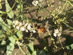 Imagem de Boerhavia coulteri (Hook. fil.) S. Wats.