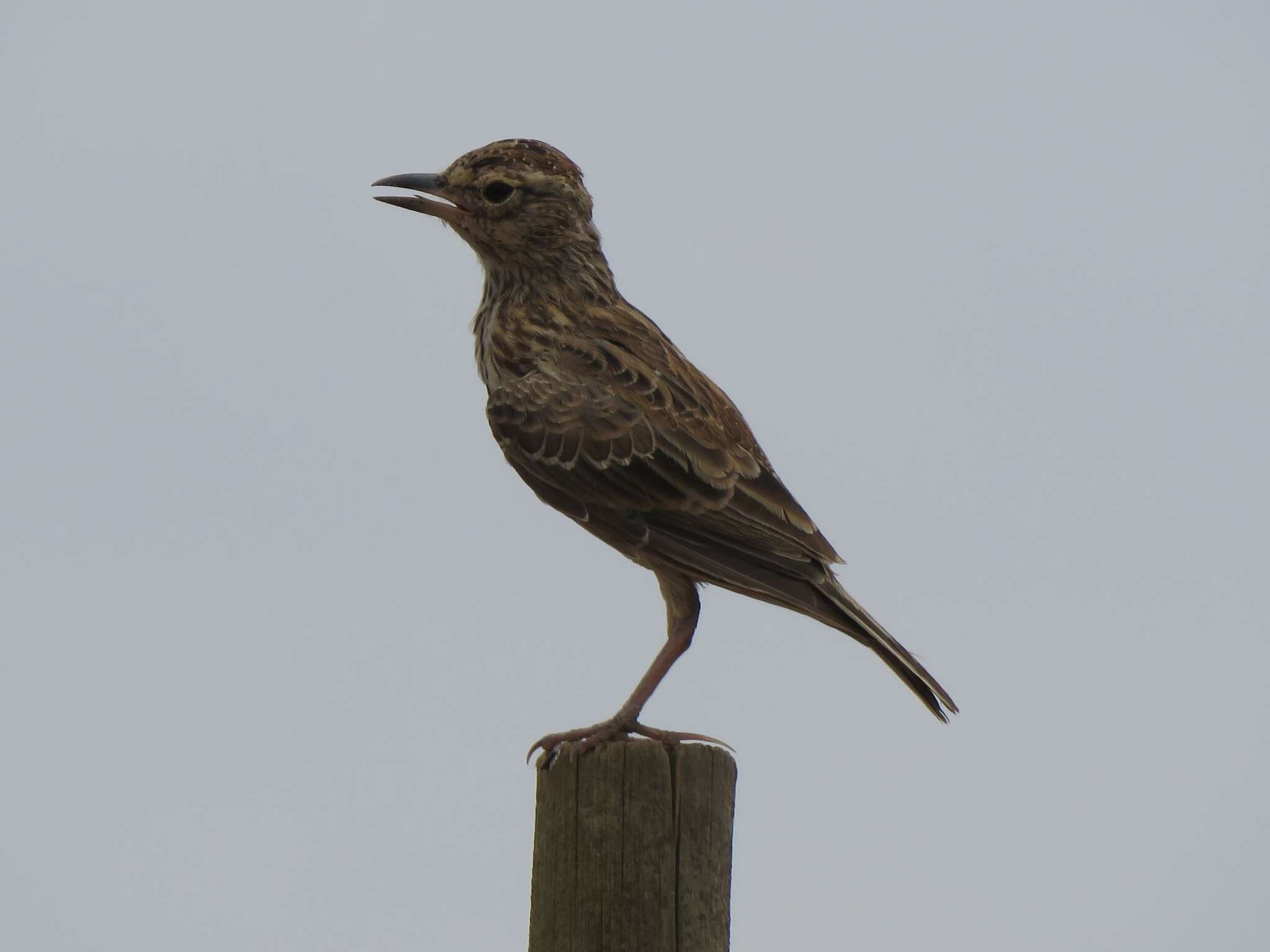 Image of Large-billed Lark