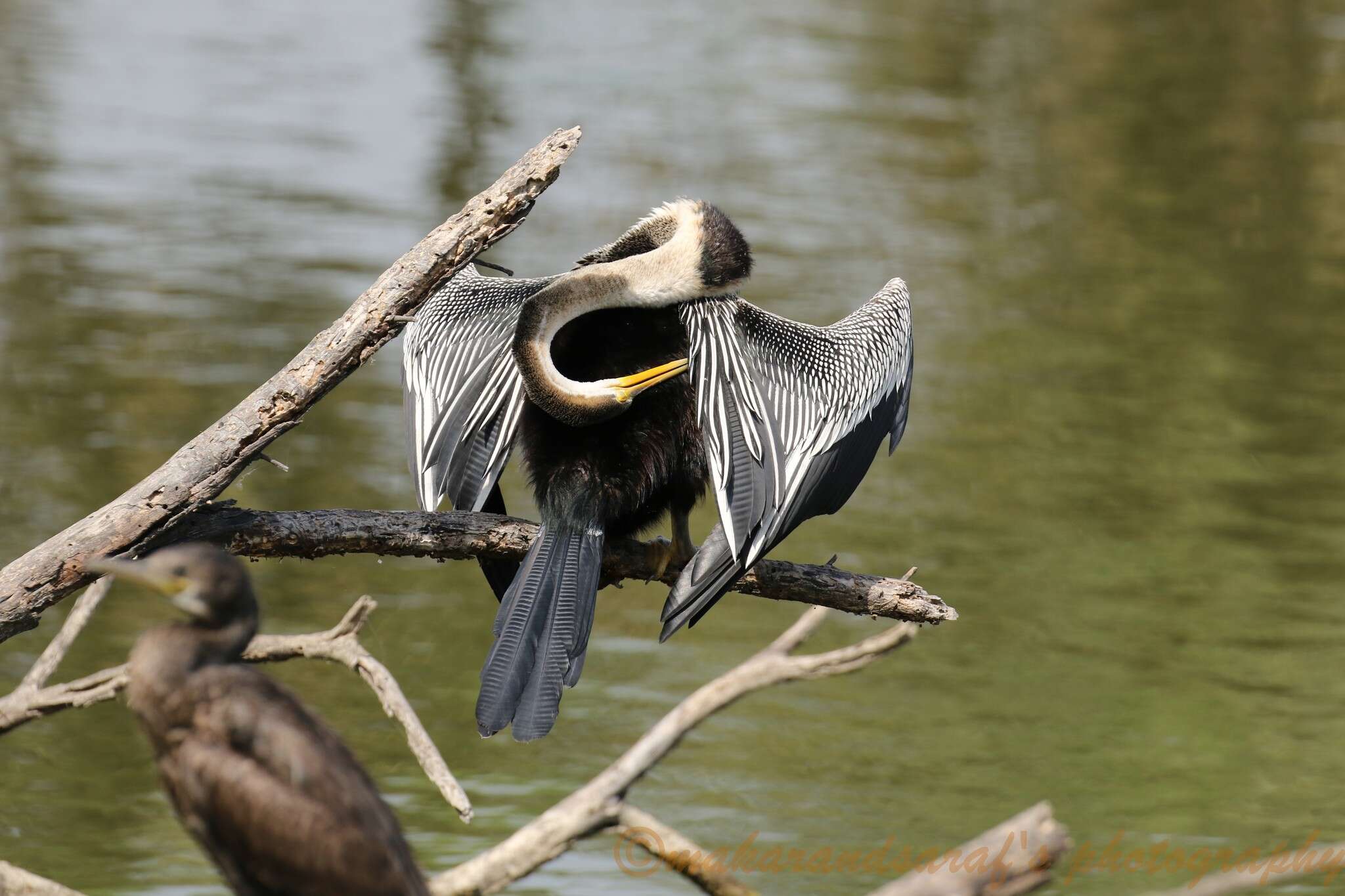 Plancia ëd Anhinga melanogaster Pennant 1769