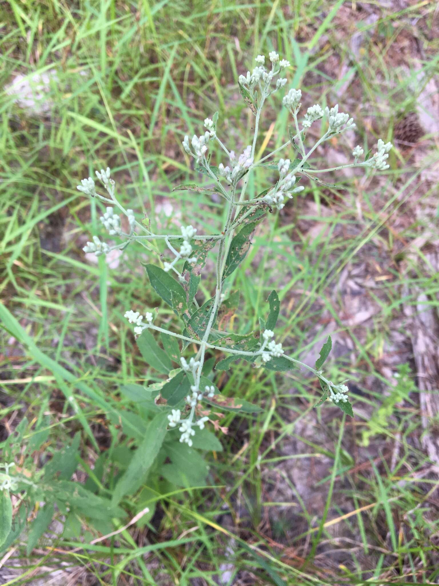 Image of Small-Flower Thoroughwort