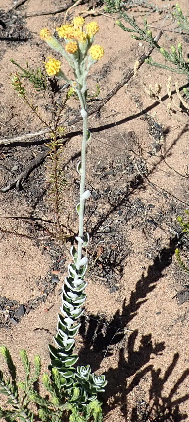 Plancia ëd Senecio pauciflosculosus C. Jeffrey