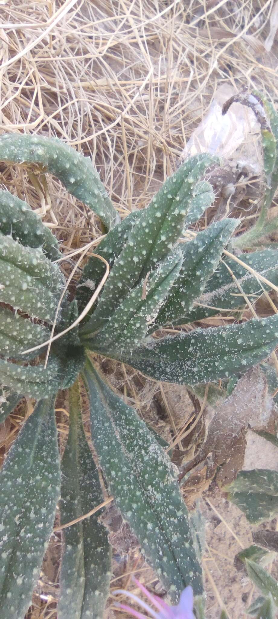 Echium gaditanum Boiss.的圖片