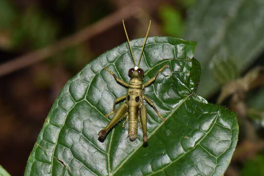 Image of Ommatolampis