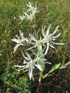 Image of snow on the prairie