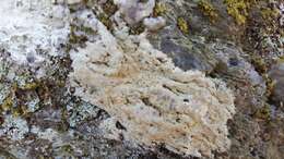 Image of porpidia lichen