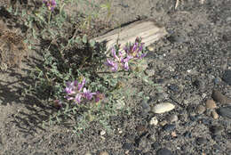 Image of Columbia milkvetch