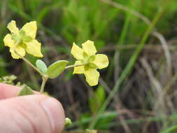 Image of Sphedamnocarpus galphimiifolius (Juss.) Szyszyl.