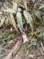 Image of Micrathena macfarlanei Chickering 1961