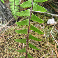 Imagem de Adiantum viridimontanum Paris