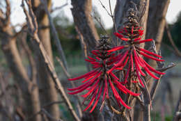 Слика од Erythrina americana Mill.