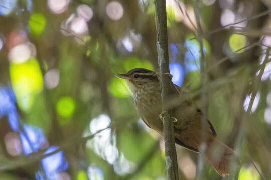 Image of Buff-browed Foliage-gleaner