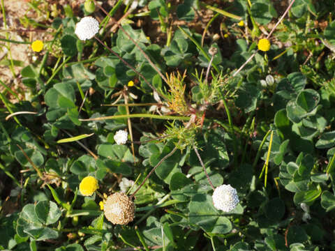 Image de Cotula nudicaulis Thunb.