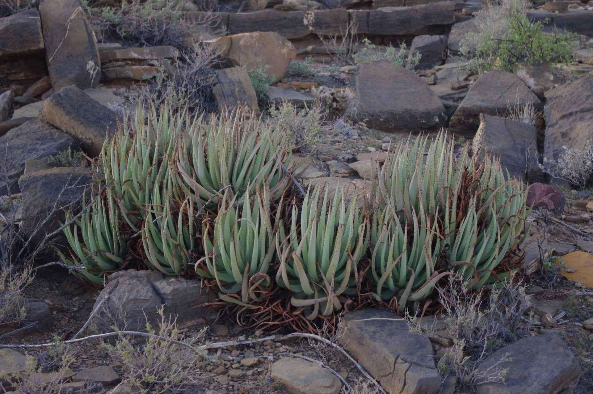 Image of Aloe argenticauda Merxm. & Giess