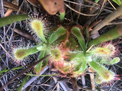 Image of Australian sundew