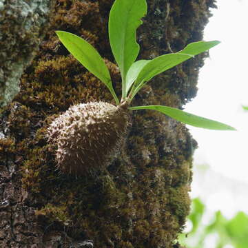 Imagem de Myrmecodia beccarii Hook. fil.