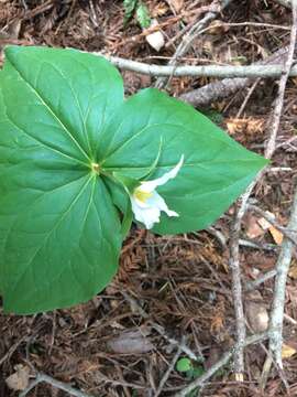 Image of Pacific trillium