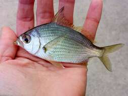 Image of Common mojarra