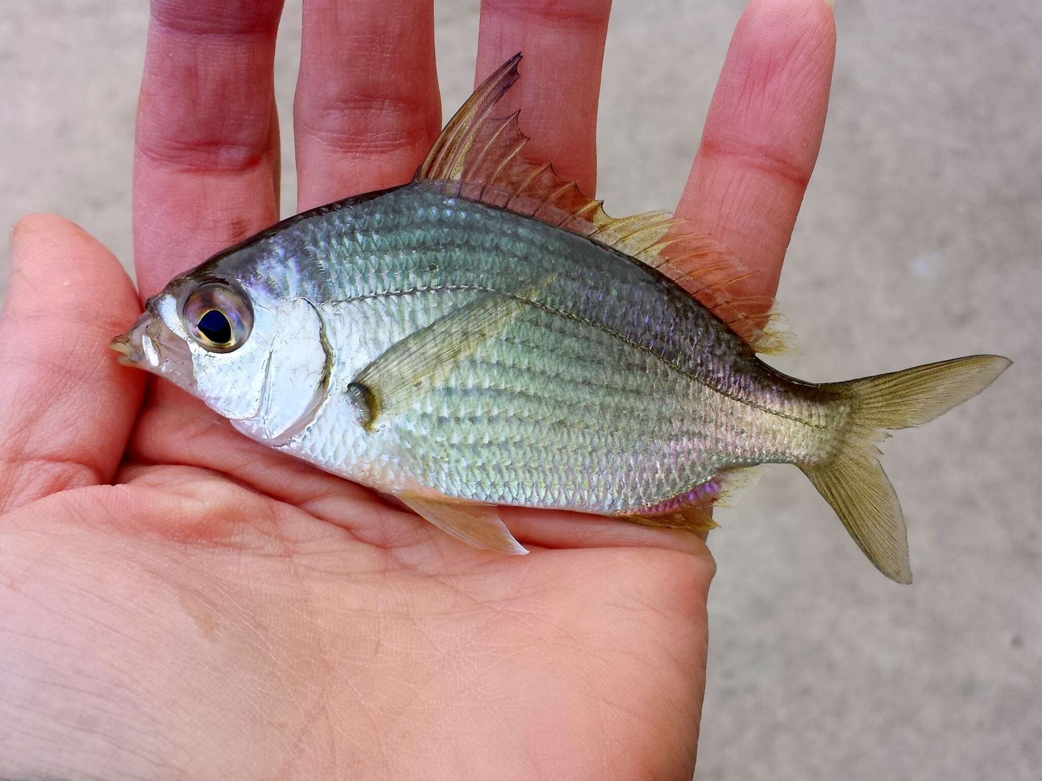 Image of Common mojarra