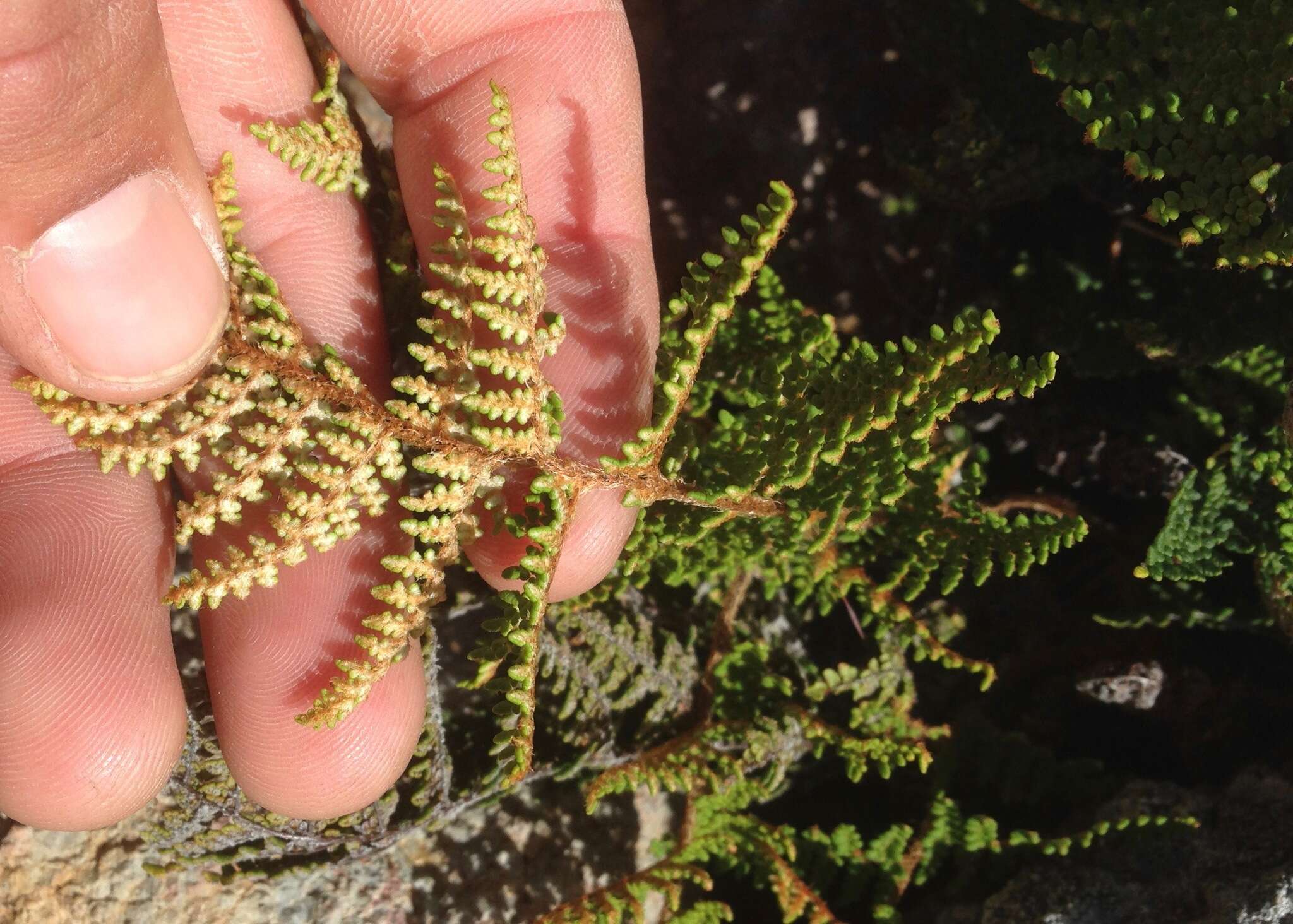 Image of Cleveland's lipfern