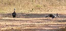 Image of Red-throated Piping Guan