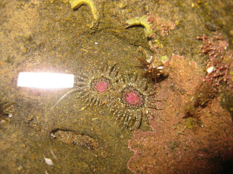 Image of Anthopleura minima (Stuckey & Walton 1910)