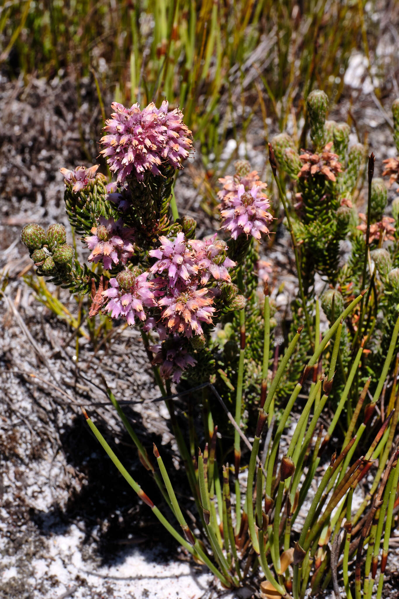 Image of Erica empetrina L.