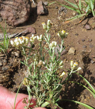 Image of Helichrysum dregeanum Harv. & Sond.