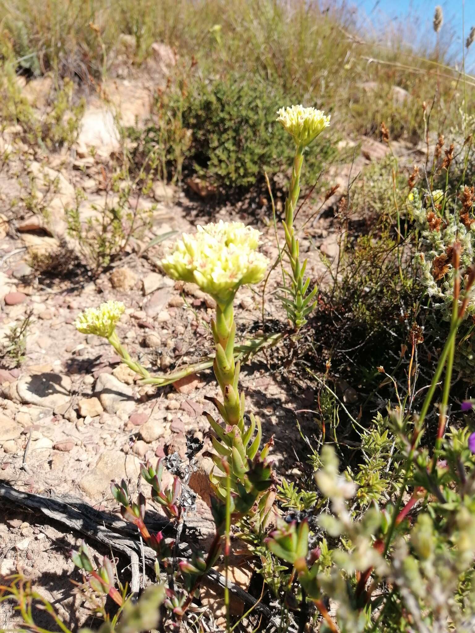 Crassula flava L. resmi