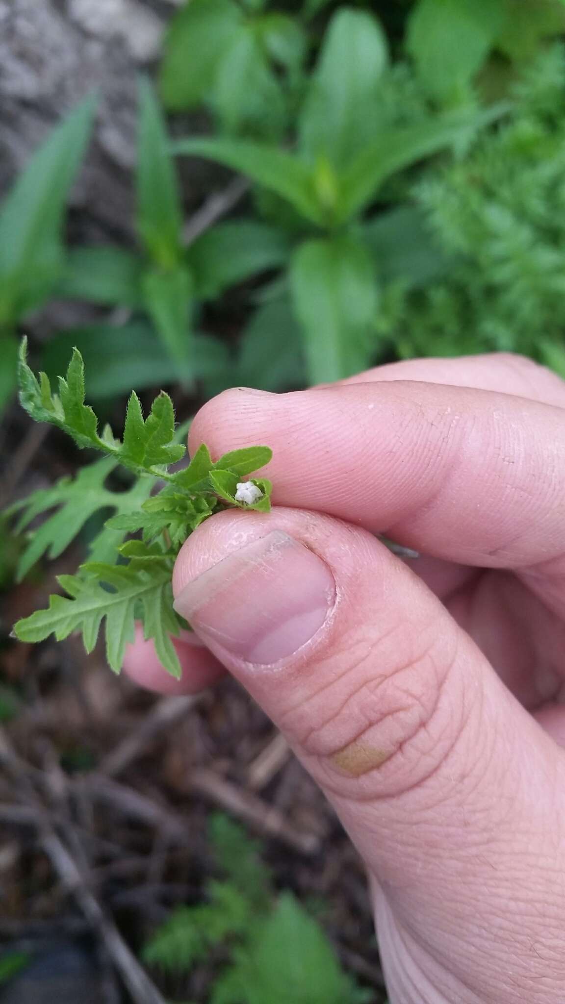 Image de Ellisia nyctelea (L.) L.