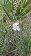 Image of largeflower false rosemary