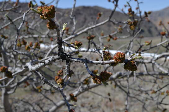 Plancia ëd Pistacia vera L.