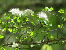 Image de Crataegus marshallii Eggleston