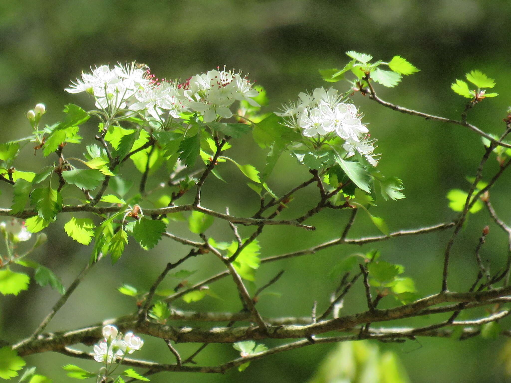 Image de Crataegus marshallii Eggleston