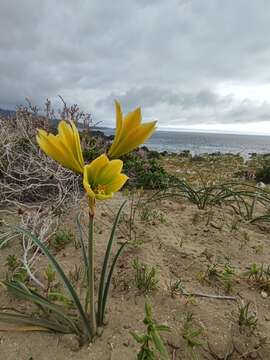 Imagem de Zephyranthes bagnoldii