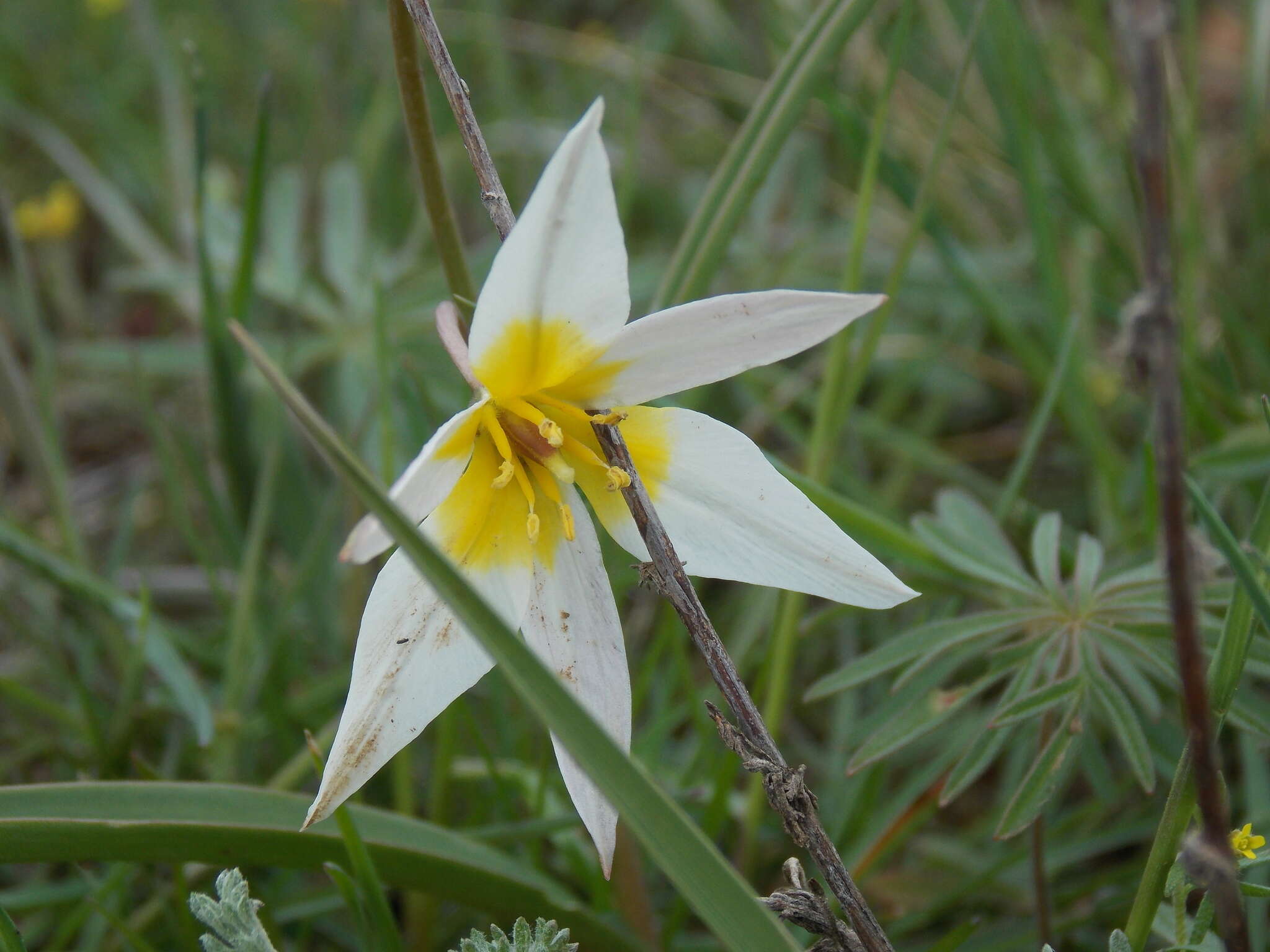 Image of Tulipa biflora Pall.