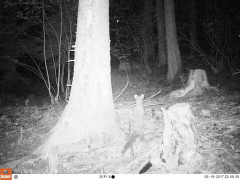 Image of European Pine Marten