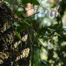 Слика од Holcoglossum kimballianum (Rchb. fil.) Garay