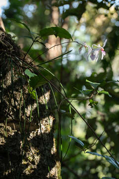 Image of Holcoglossum kimballianum (Rchb. fil.) Garay