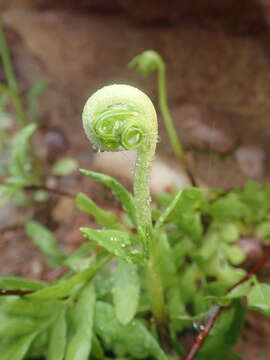 Pityrogramma trifoliata (L.) R. Tryon的圖片