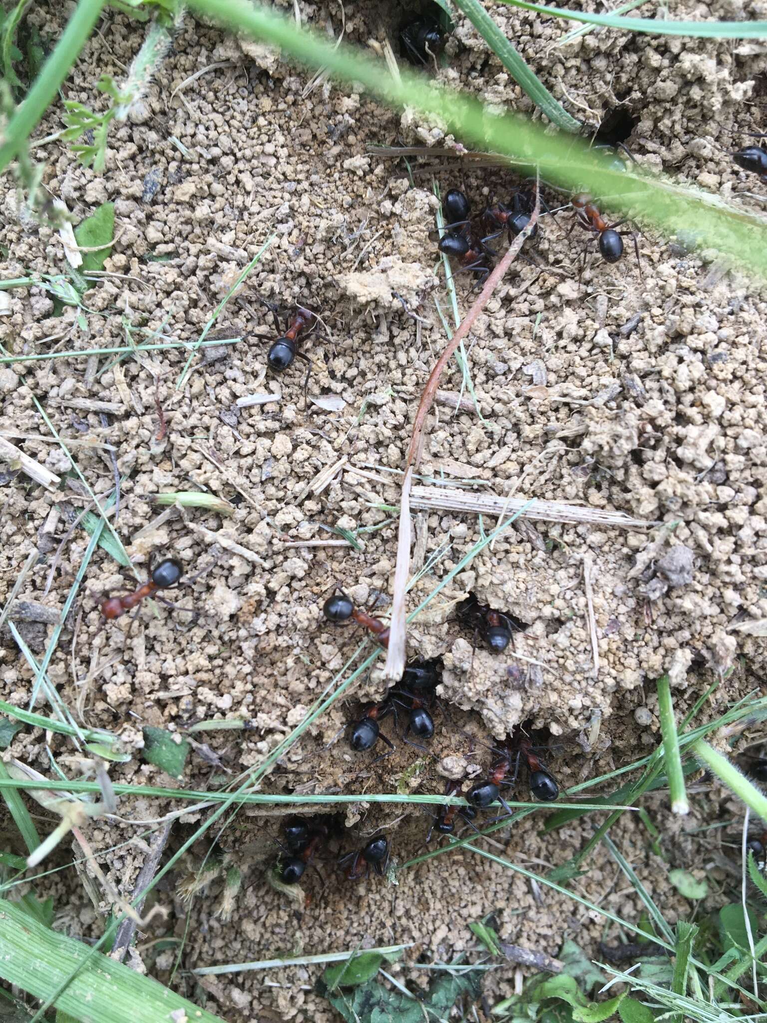 Image of Allegheny Mound Ant