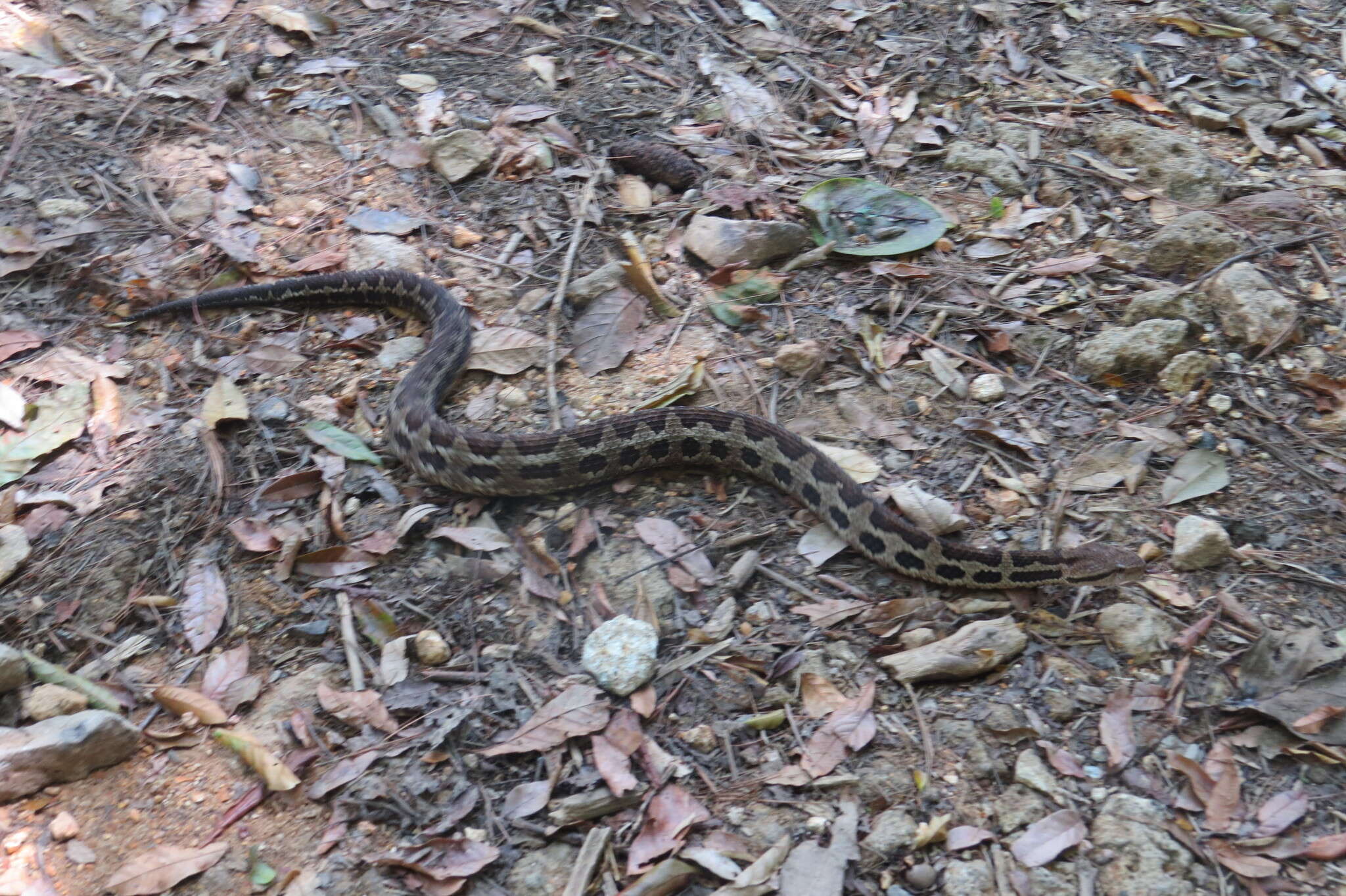 Image of Cerrophidion wilsoni Jadin, Townsend, Castoe & Campbell 2012