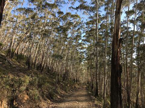 Imagem de Eucalyptus fraxinoides Deane & Maiden