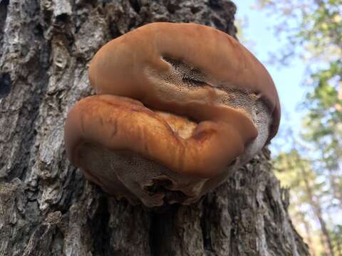 Image de Inocutis dryophila (Berk.) Fiasson & Niemelä 1984