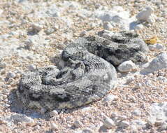 Image of Horned Adder