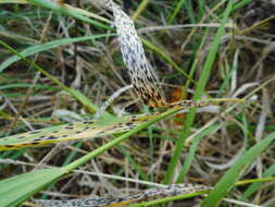 Image of Phyllachora graminis (Pers.) Fuckel 1870