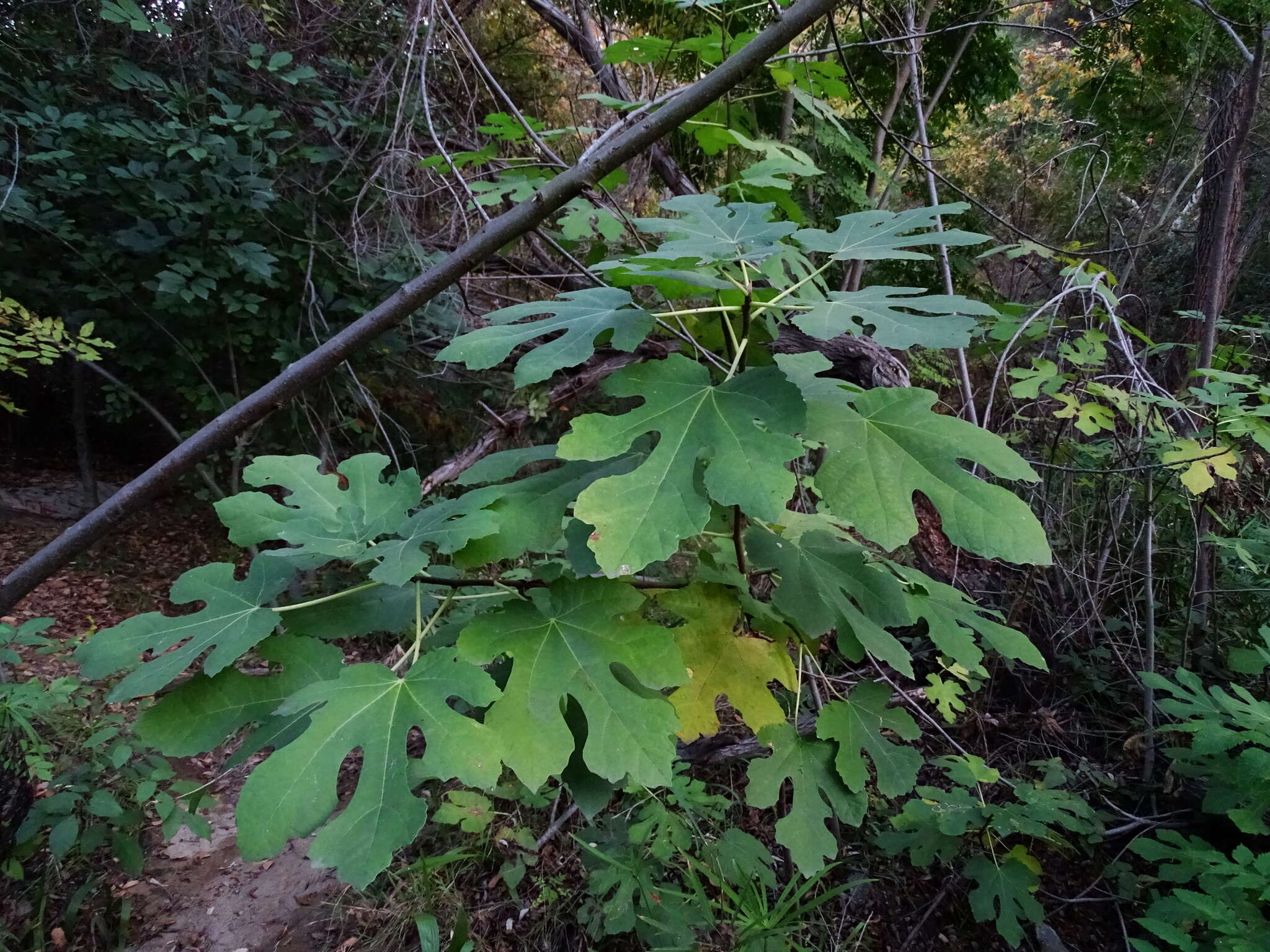 Imagem de Ficus carica L.