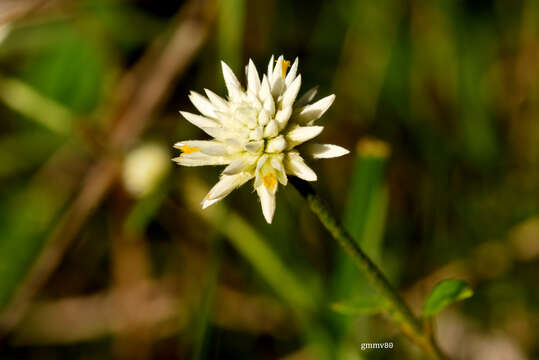 Image of Gomphrena elegans C. Mart.