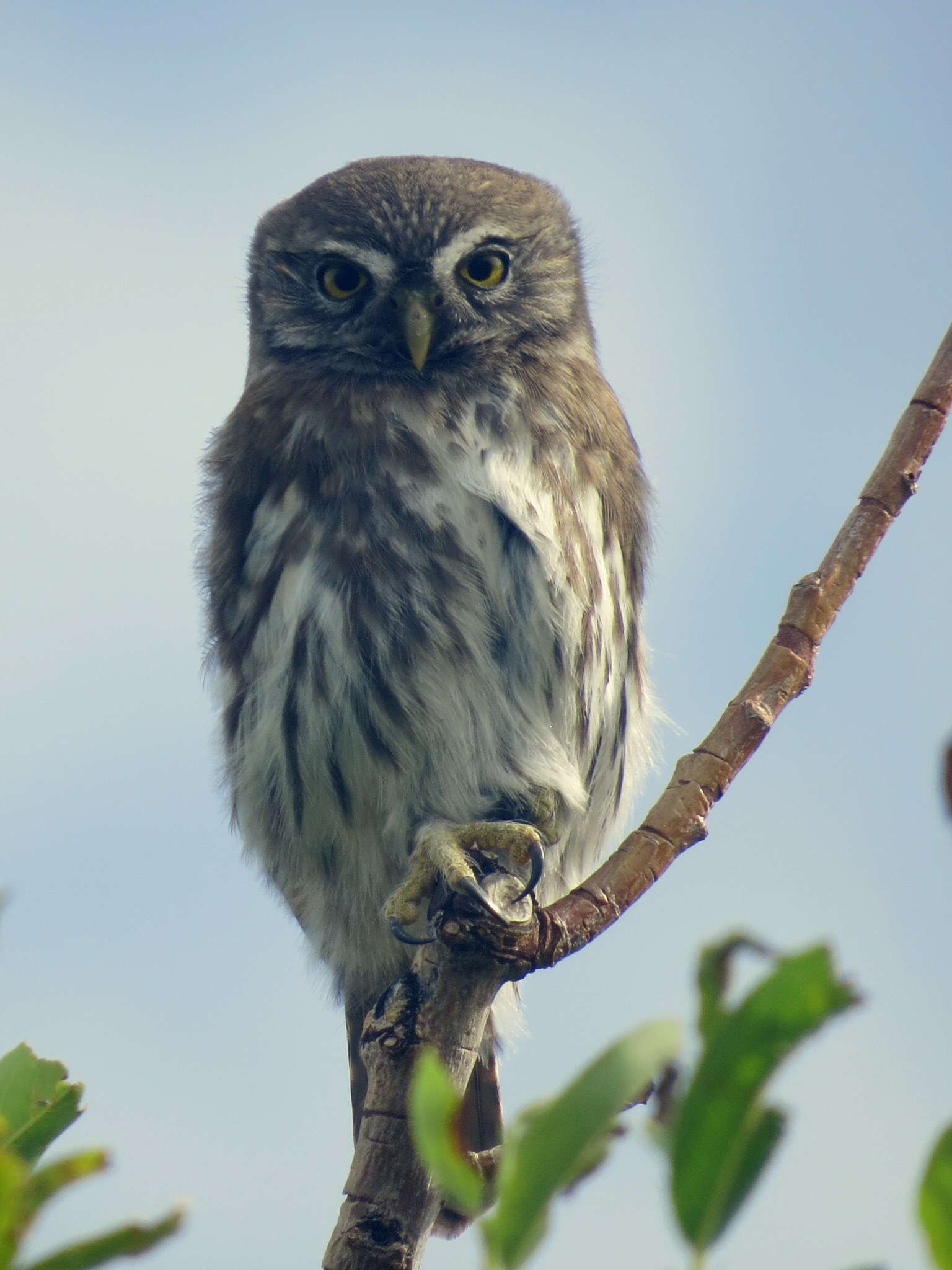 Image of Austral Pygmy Owl