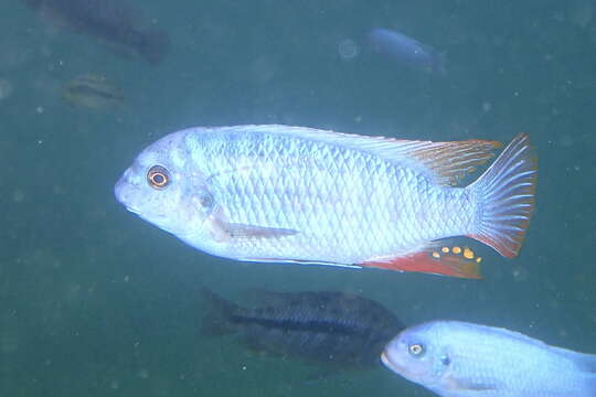 Image of Mbuna Fish