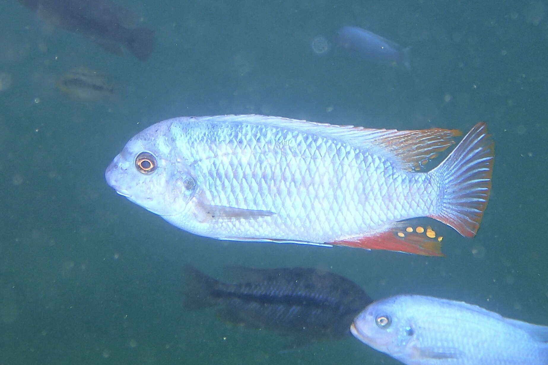 Image of Mbuna Fish